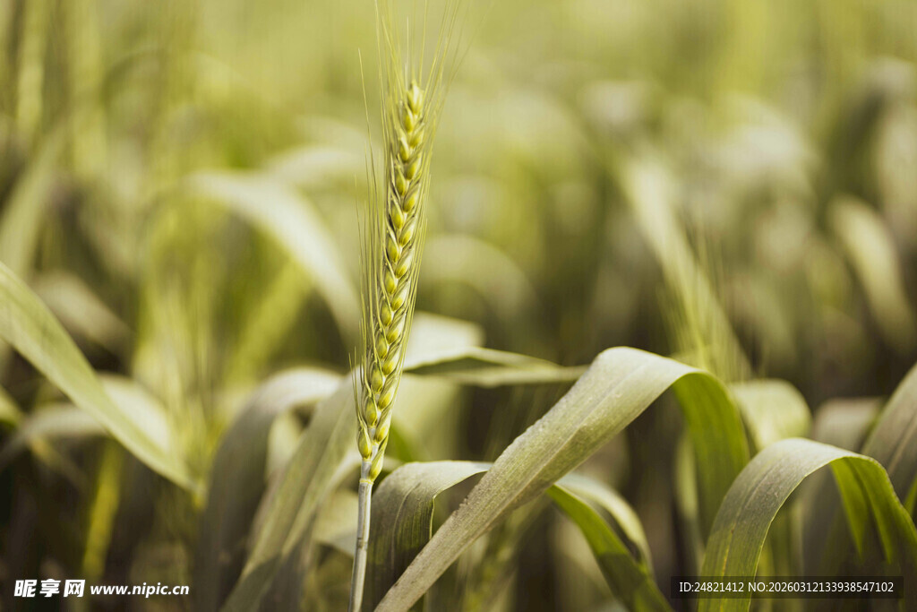 田间嫩绿玉米植株特写