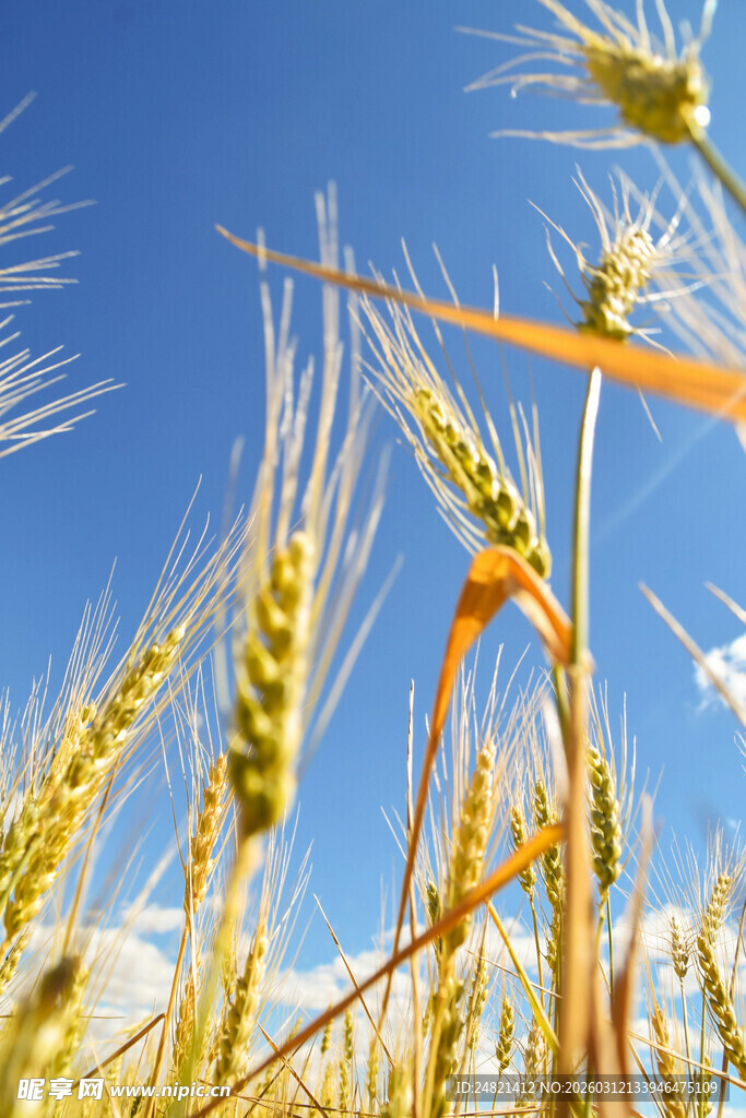 金黄麦穗在蓝天背景下