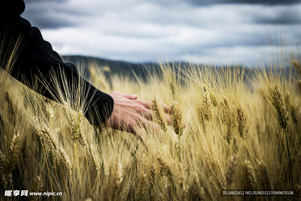 手触金黄麦田