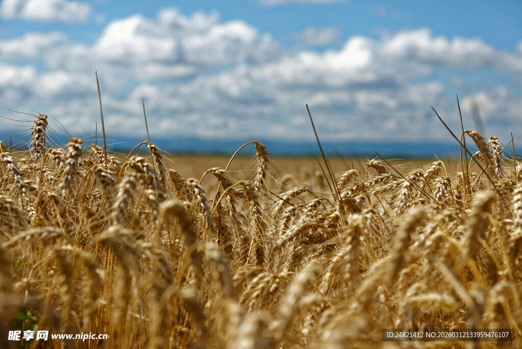 金黄麦田的广阔田园风光