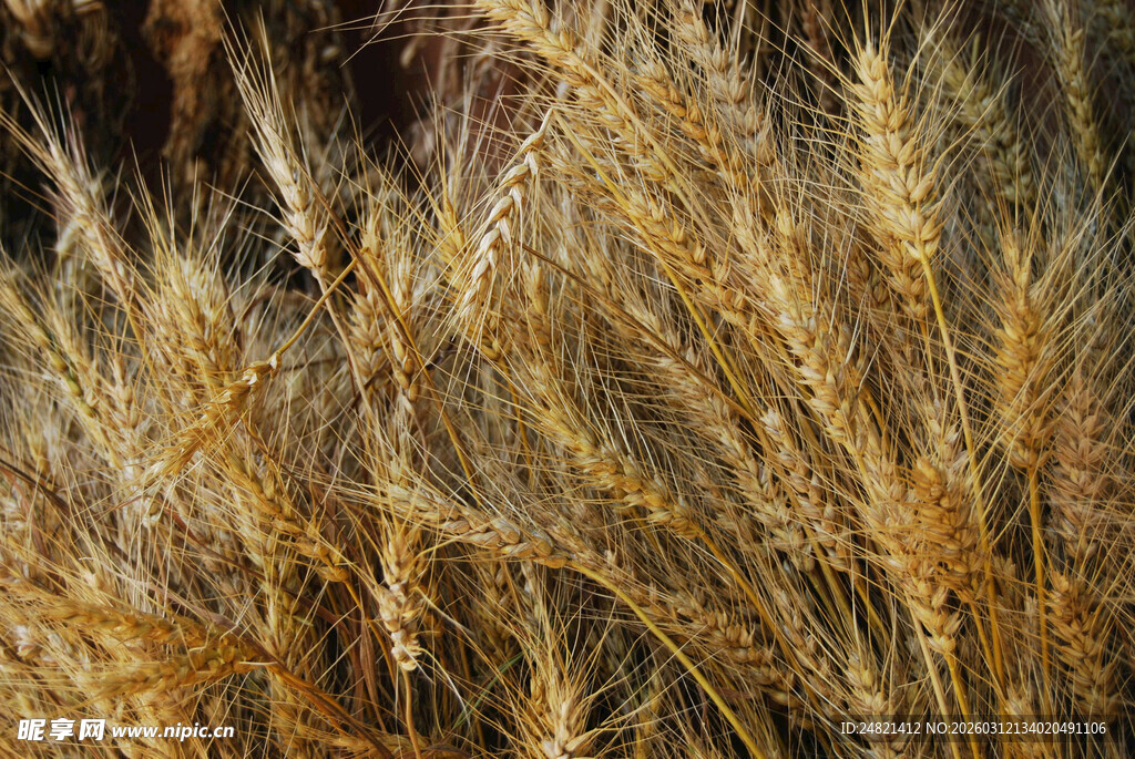 金黄饱满的成熟麦穗