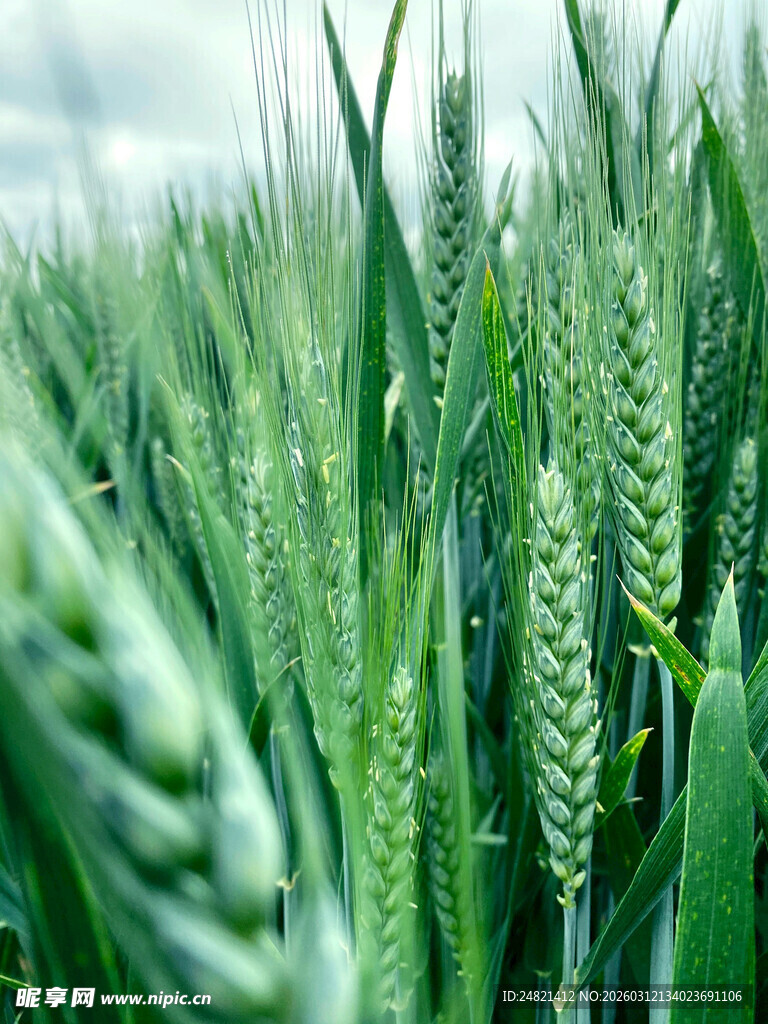 翠绿饱满的小麦麦穗
