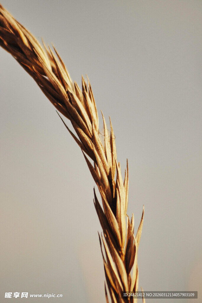 金黄麦穗特写