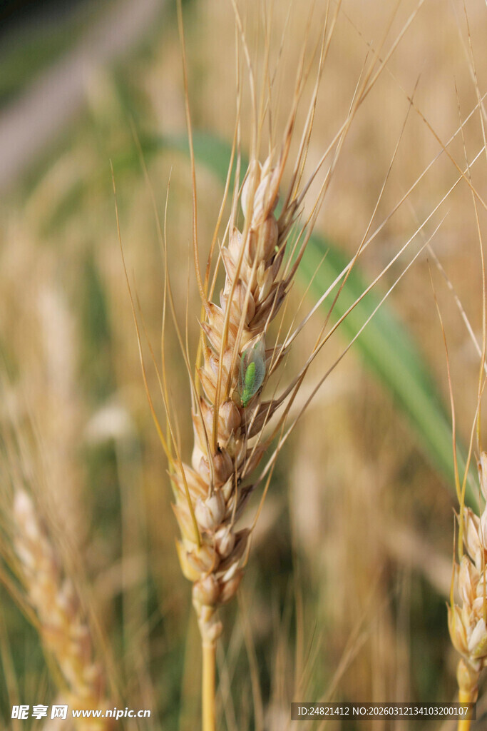金黄麦穗特写