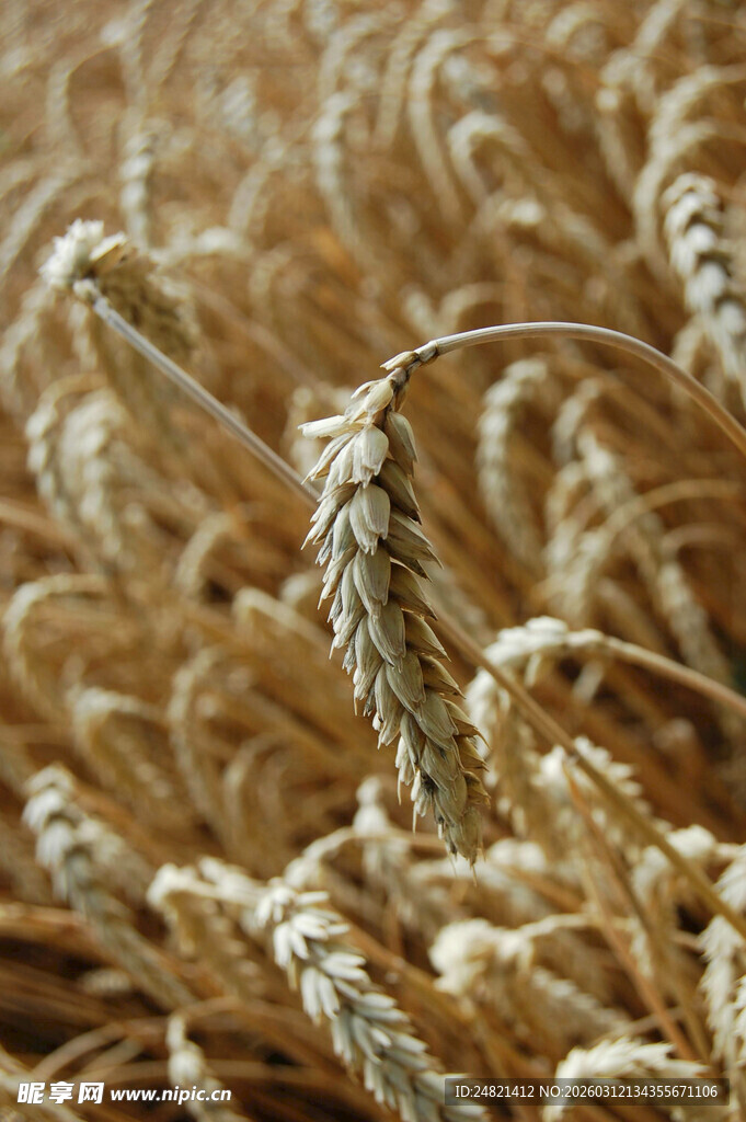 金黄饱满的成熟麦穗