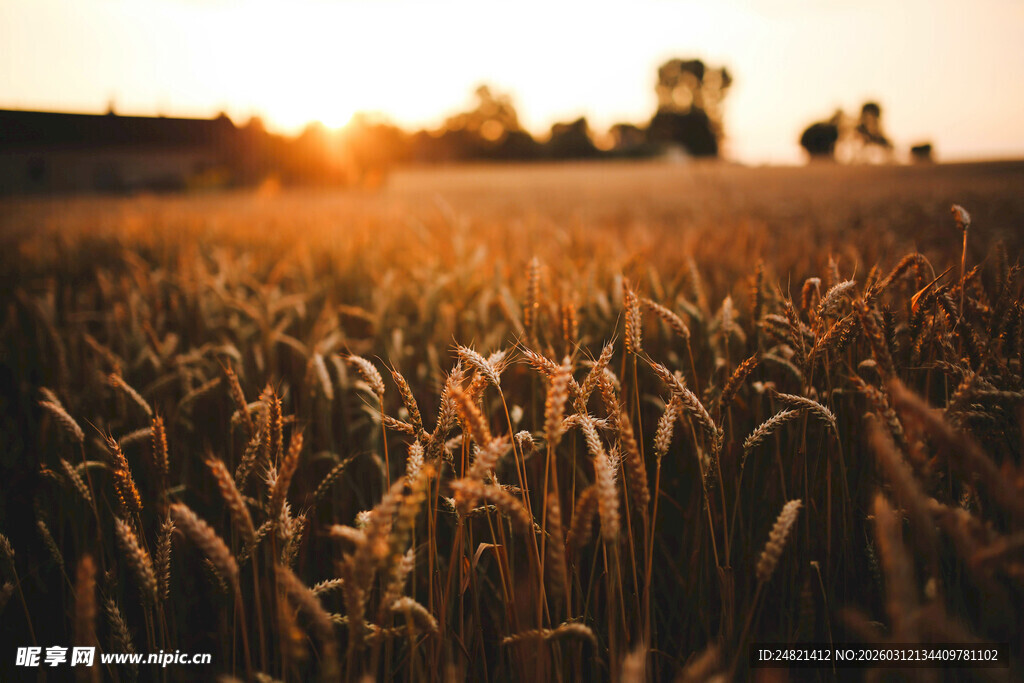 夕阳下的金色麦田