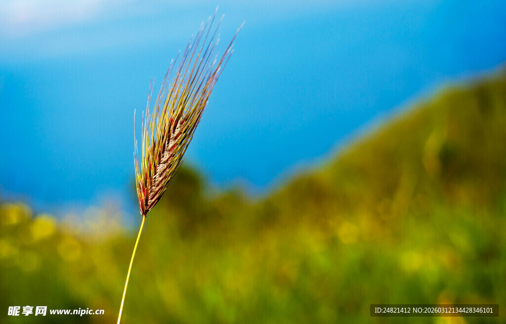麦穗挺立的清新自然风景