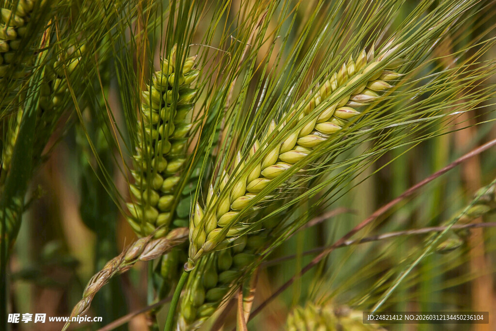 成熟麦穗特写