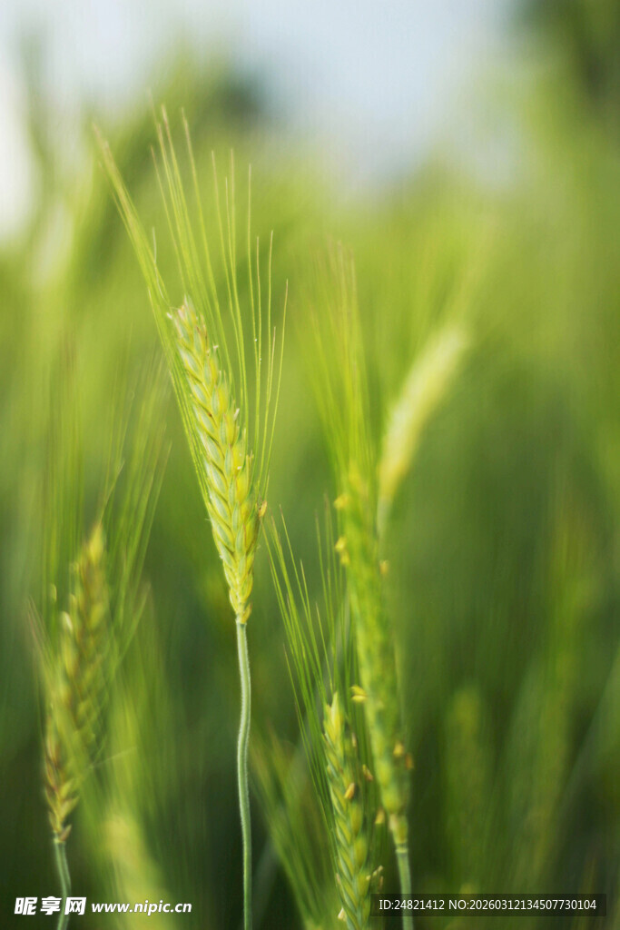 翠绿麦田中的鲜嫩麦穗