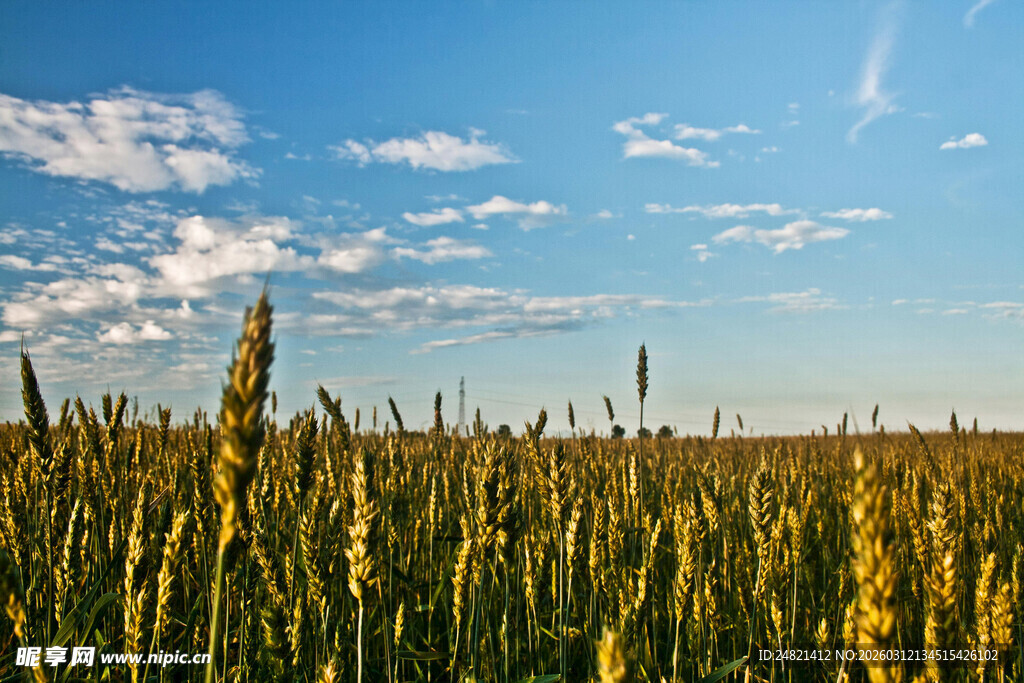 金黄麦田映衬蓝天白云