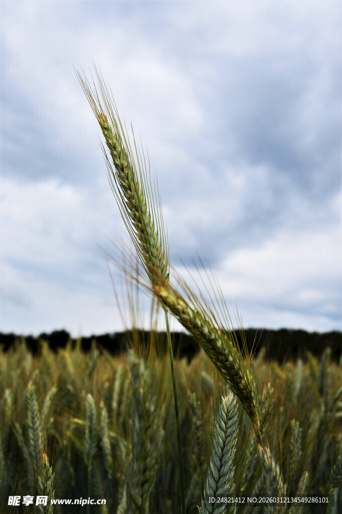 麦田麦穗与阴沉天空