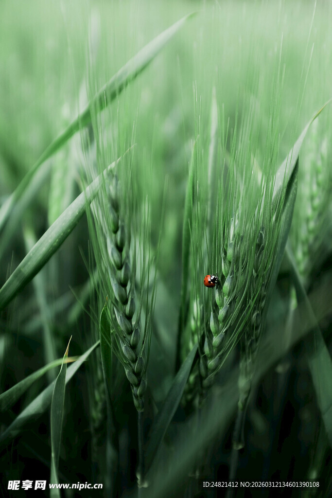 绿草间的红色瓢虫