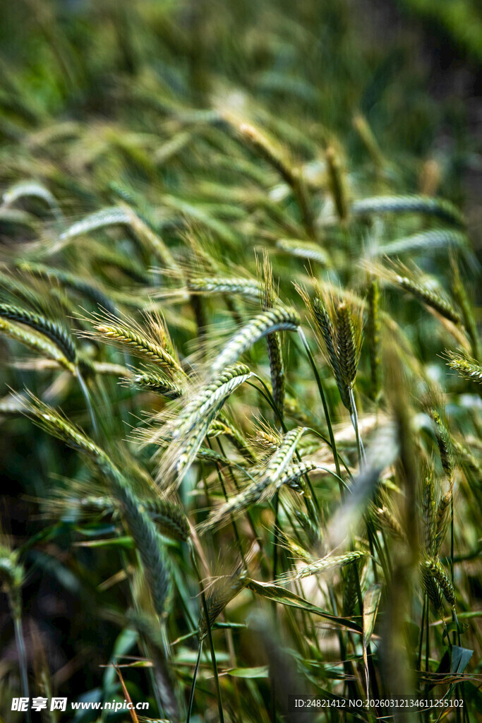 麦田中的嫩绿麦穗