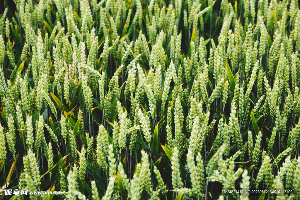 绿色麦田景观