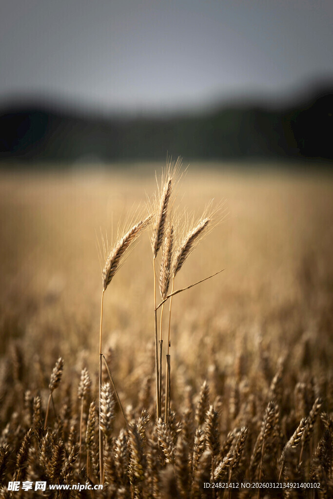 金黄麦田中的挺立麦穗