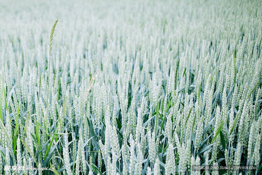 麦浪轻拂的田园风光