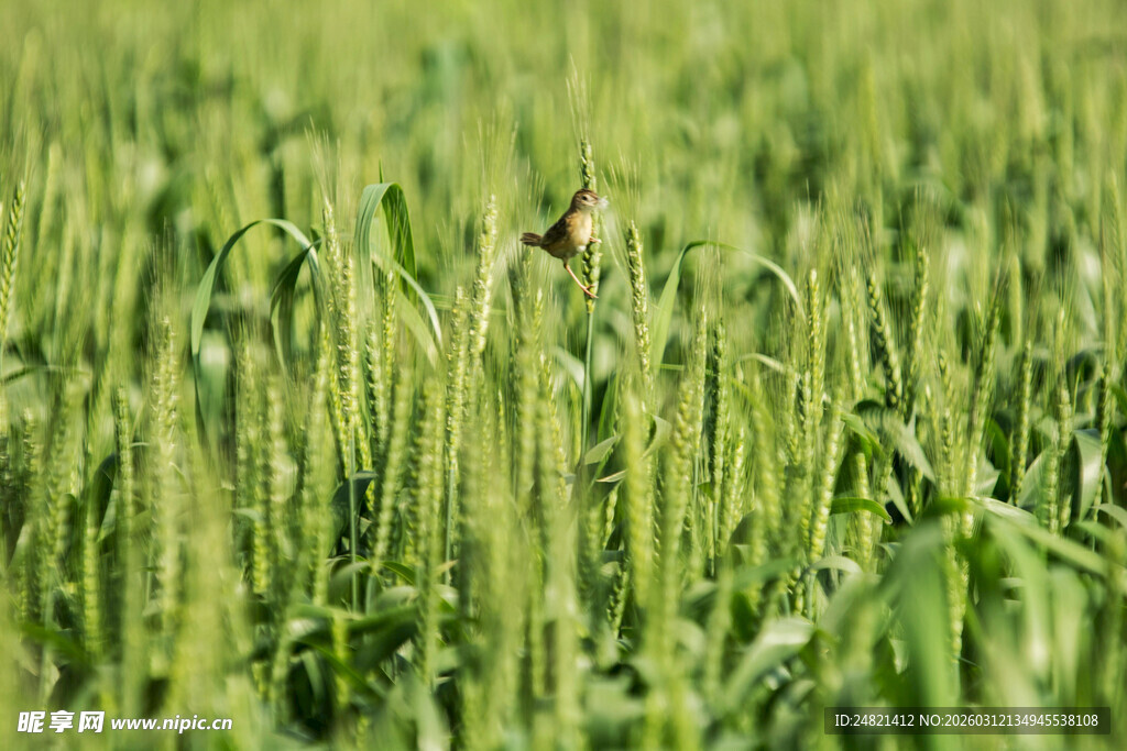 麦田中飞翔的小鸟