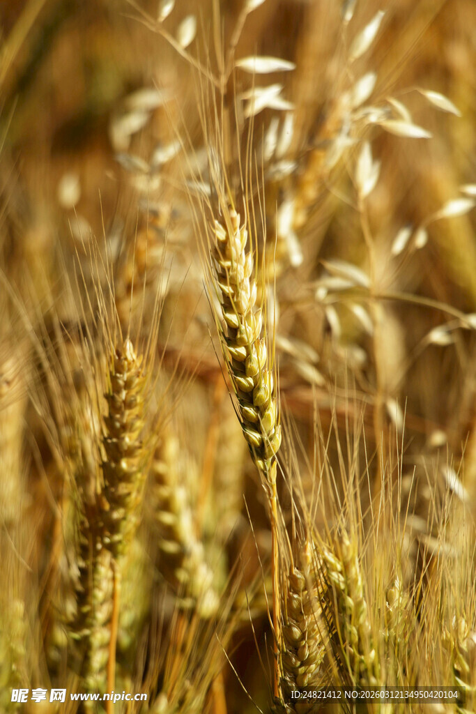 金黄饱满的成熟麦穗