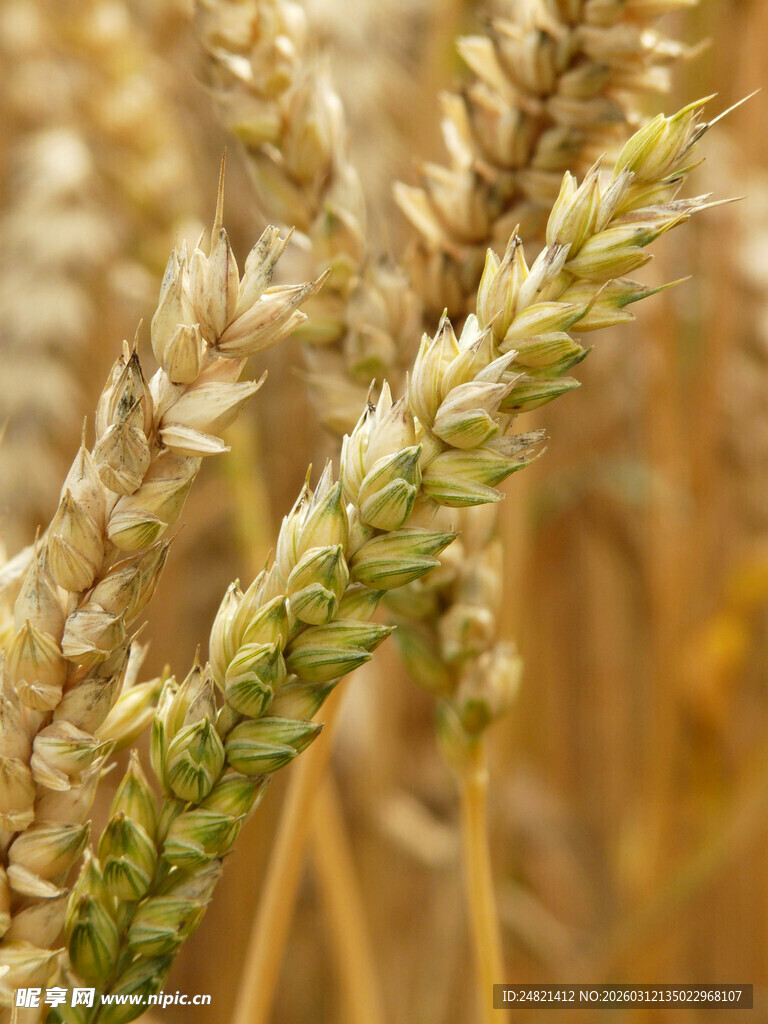 成熟麦穗特写