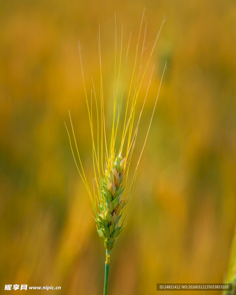 金黄麦穗特写