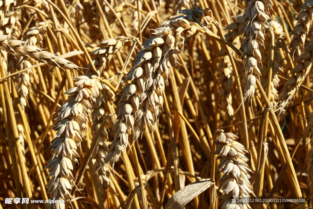 金黄麦田中的饱满麦穗