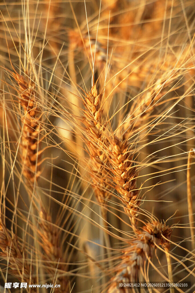 金黄饱满的成熟麦穗