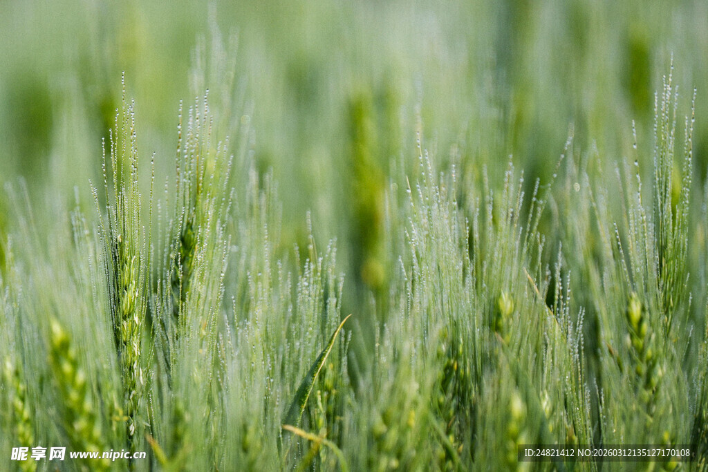 翠绿麦田生机盎然