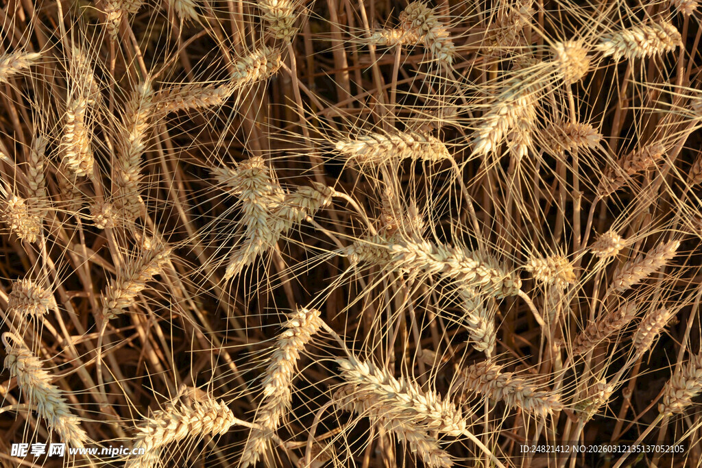 金黄麦田