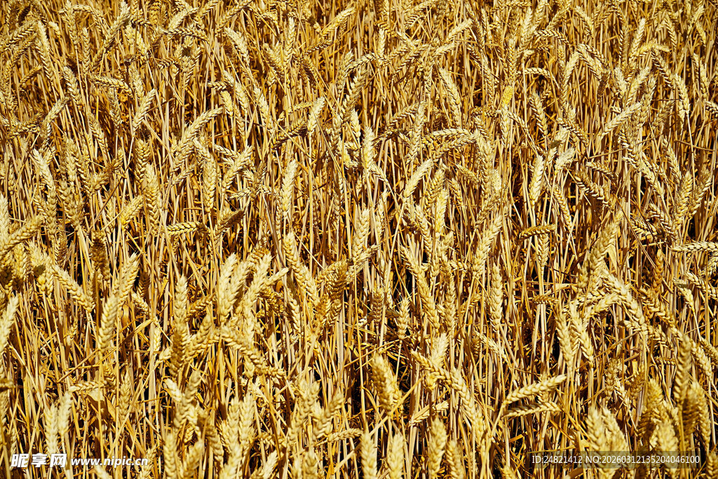 金黄玉米田丰收景象