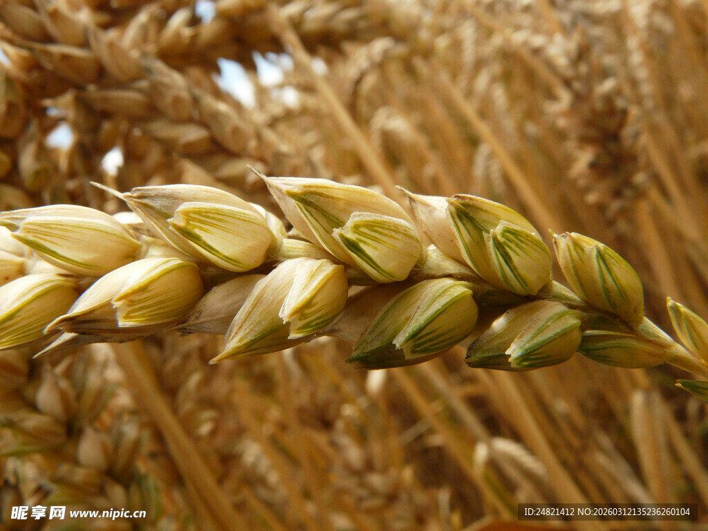 饱满麦穗特写