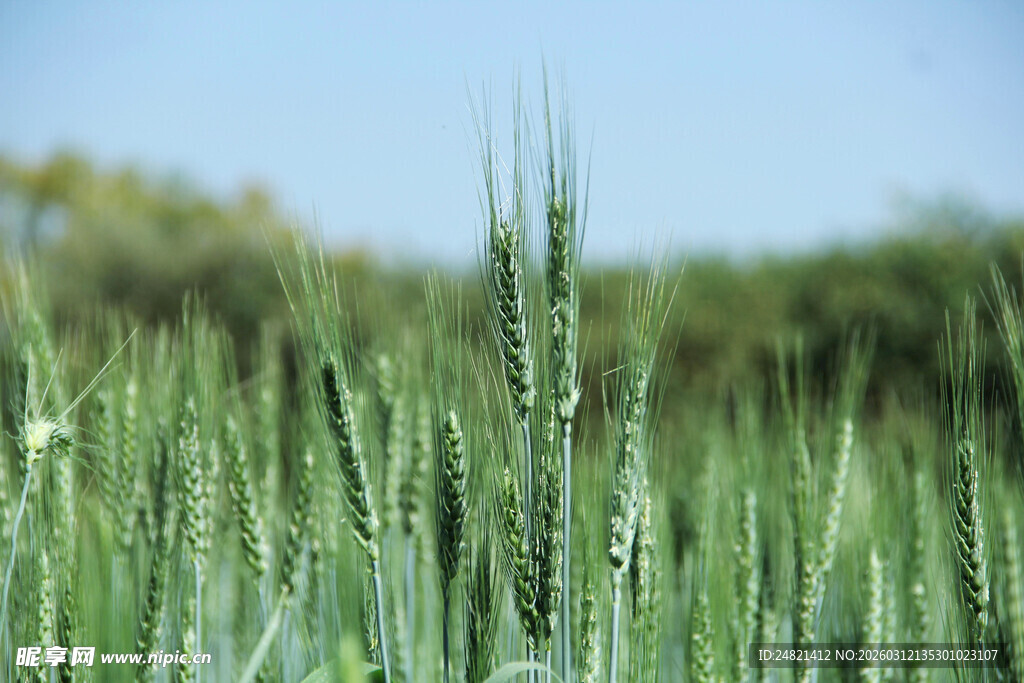 麦田绿意盎然