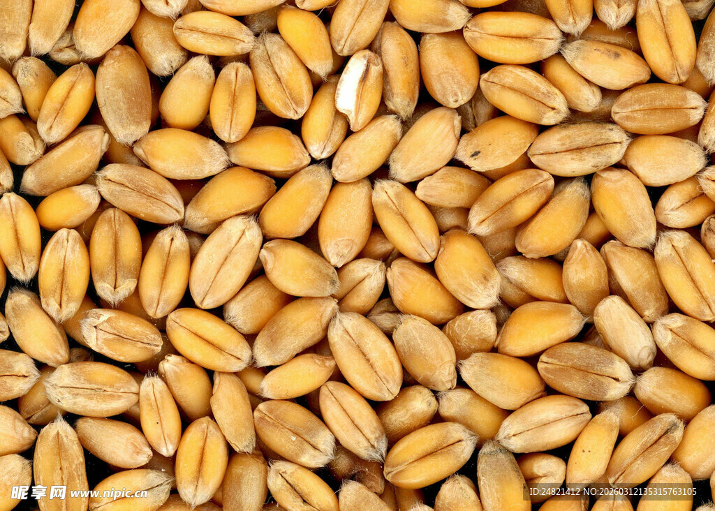 饱满金黄麦粒特写