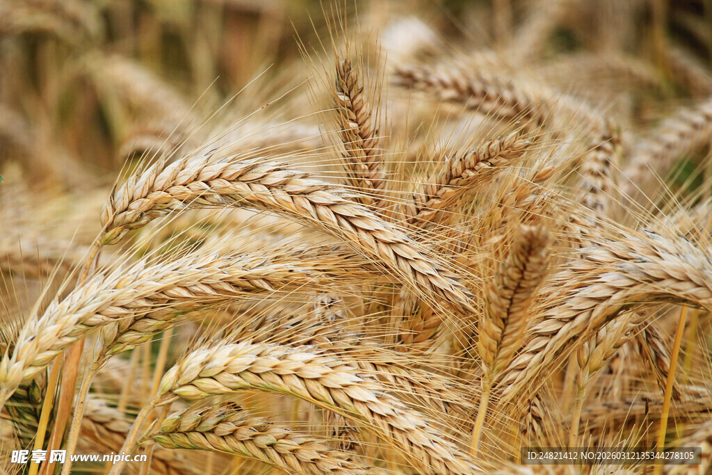 金黄饱满的成熟麦穗