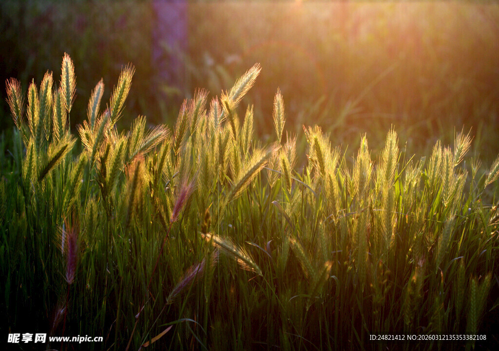 夕阳下的金色麦田美景
