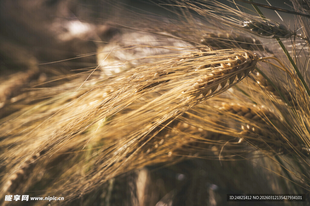 金黄麦穗