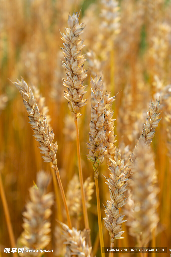 金黄麦穗