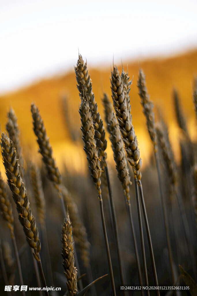 金黄麦田麦穗特写