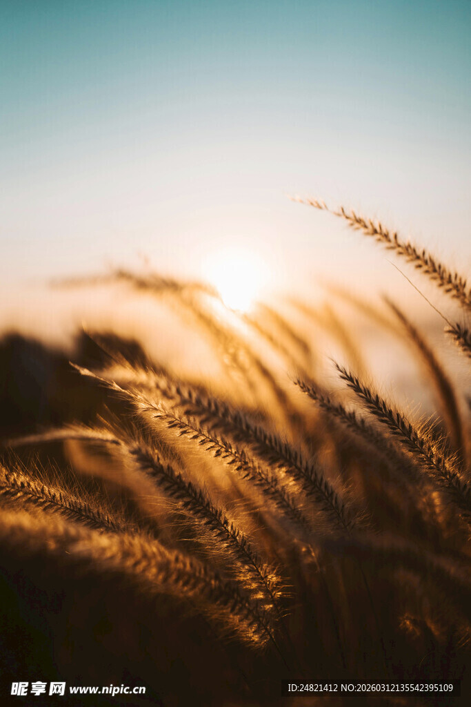 夕阳下的金色芦苇