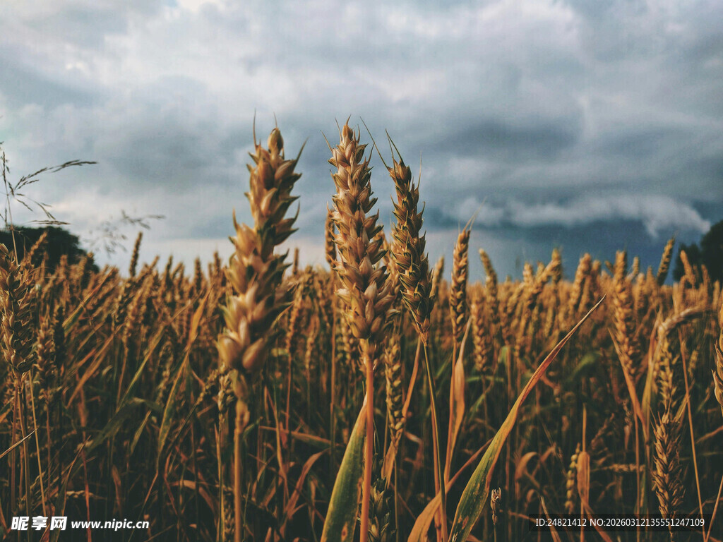 金黄麦田与阴沉天空