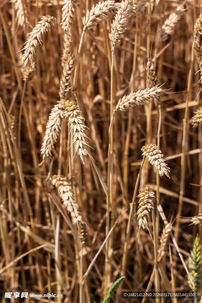 成熟麦田中的金黄麦穗