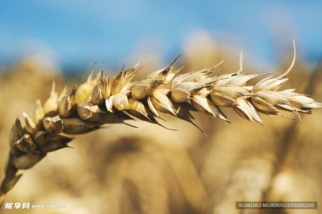 金黄麦穗特写