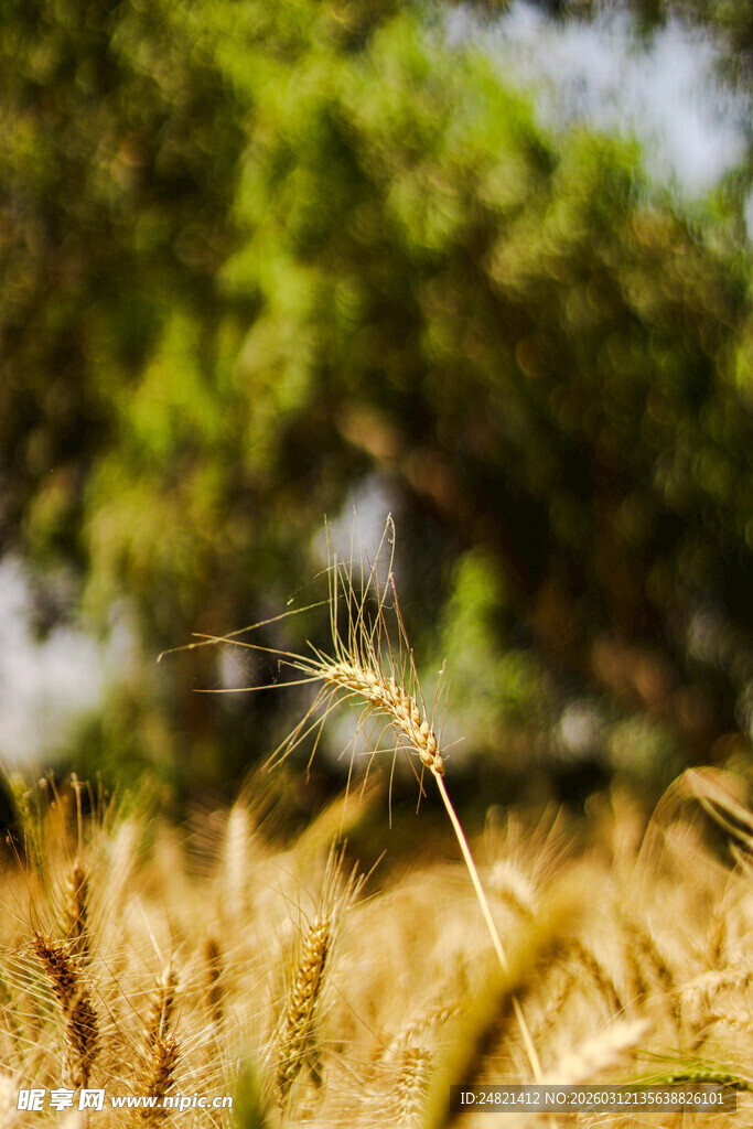 金黄麦田与葱郁绿树