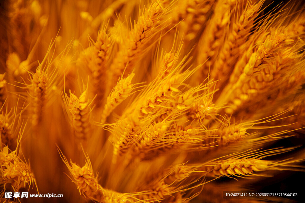 金黄饱满的成熟麦穗