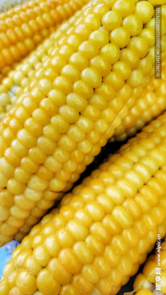 金黄饱满的新鲜玉米棒