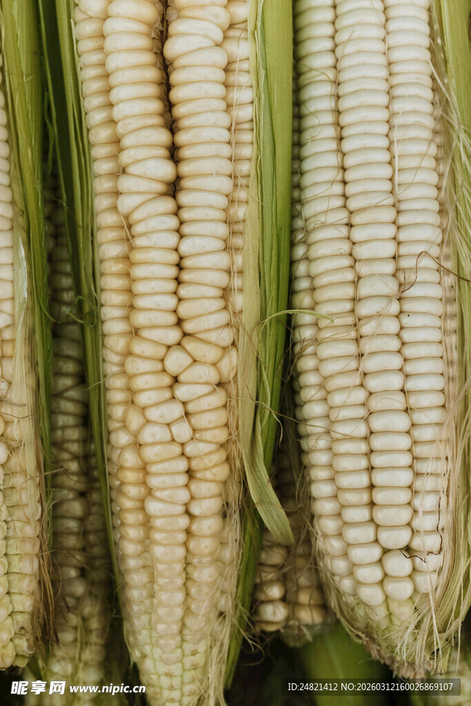 新鲜玉米棒特写