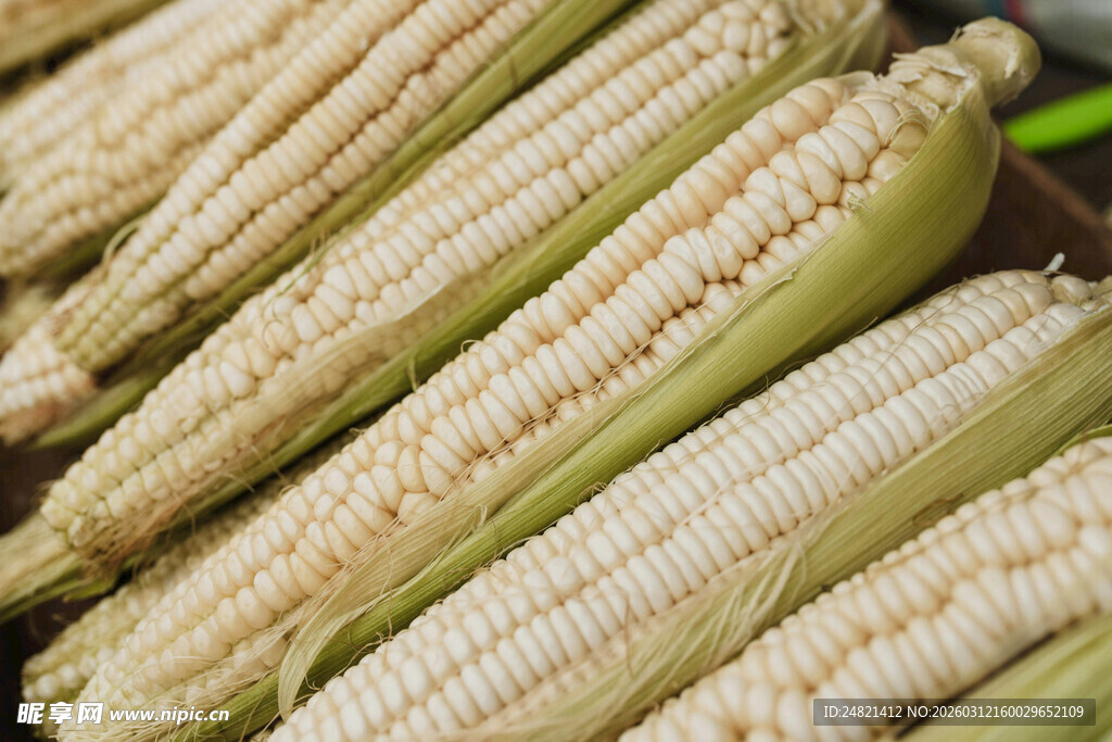 新鲜玉米棒展示