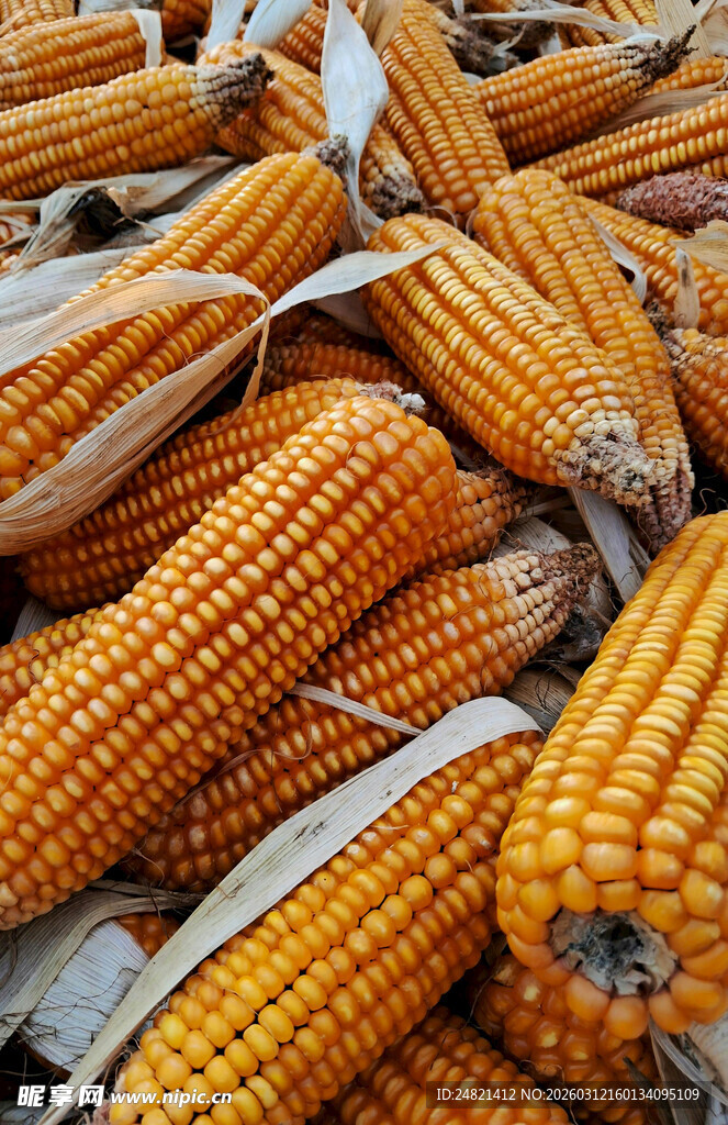金黄饱满的新鲜玉米堆