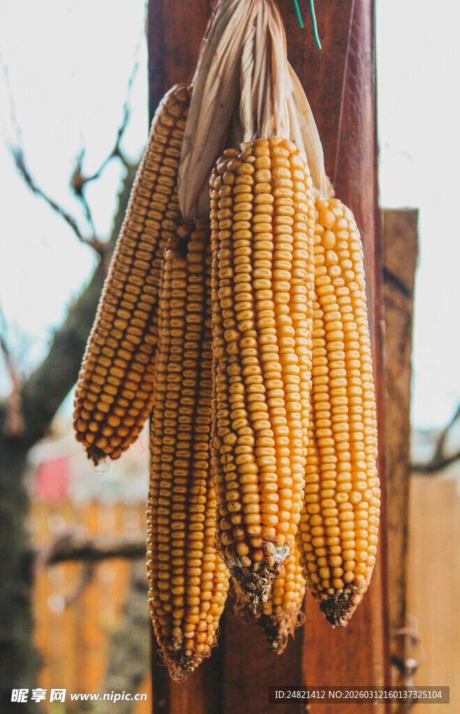 挂在木杆上的金黄玉米
