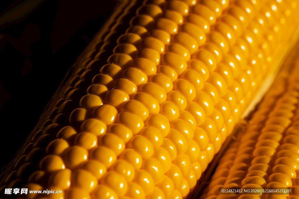 金黄饱满的新鲜玉米