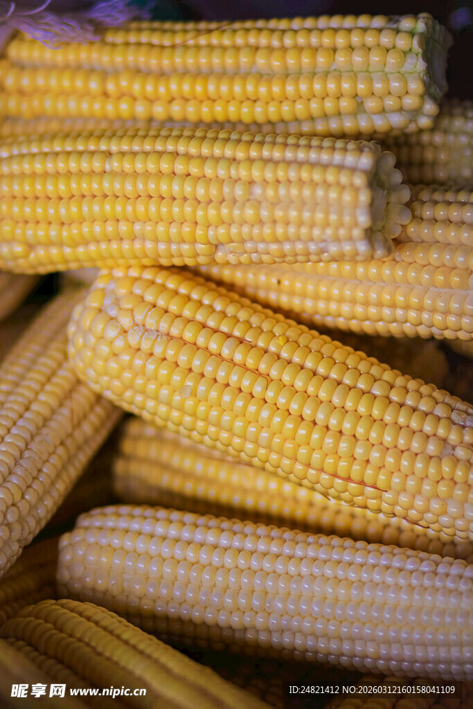 金黄饱满的新鲜玉米棒